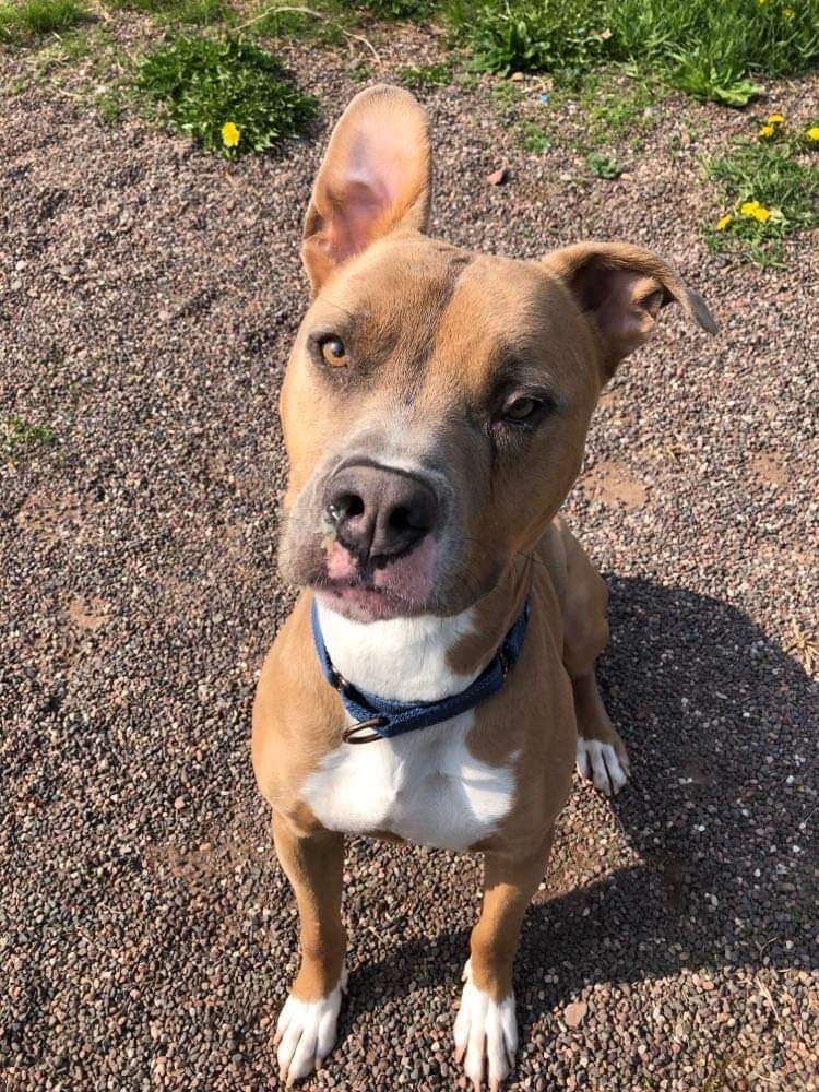 Moo, an adoptable Mixed Breed in Houghton, MI, 49931 | Photo Image 4