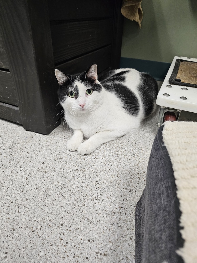 Richie, an adoptable Domestic Short Hair in Houghton, MI, 49931 | Photo Image 4