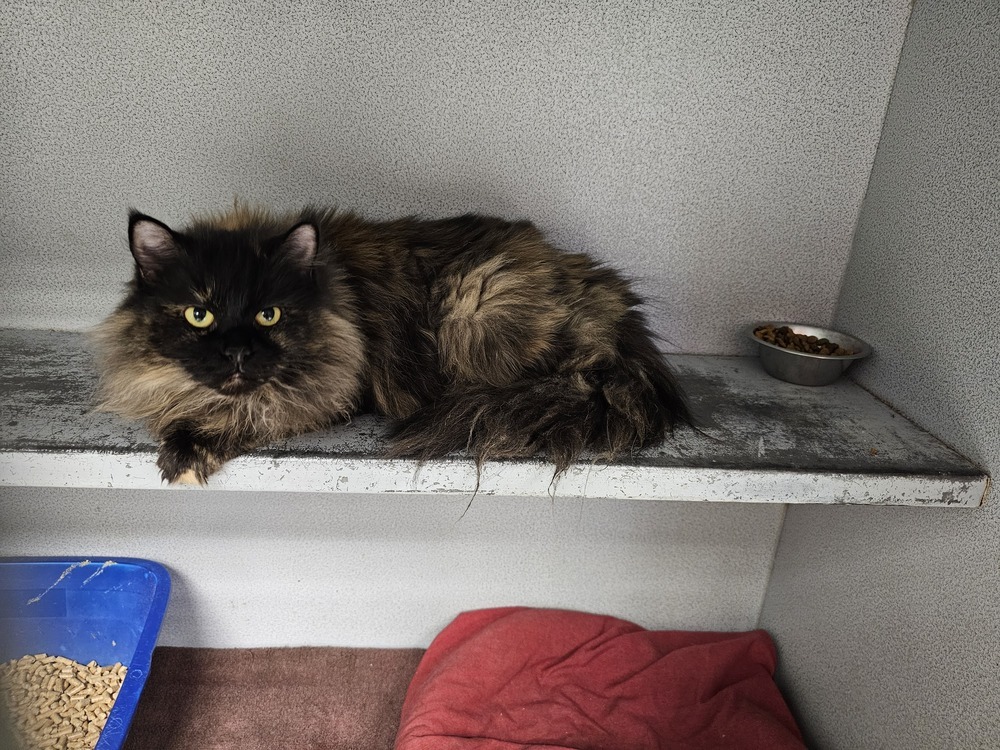 Chette, an adoptable Domestic Long Hair in Houghton, MI, 49931 | Photo Image 1