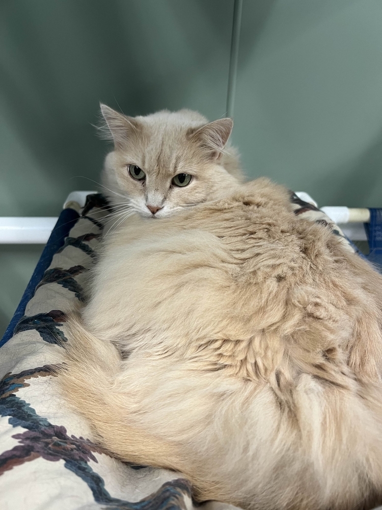 Dandi, an adoptable Domestic Long Hair in Houghton, MI, 49931 | Photo Image 4