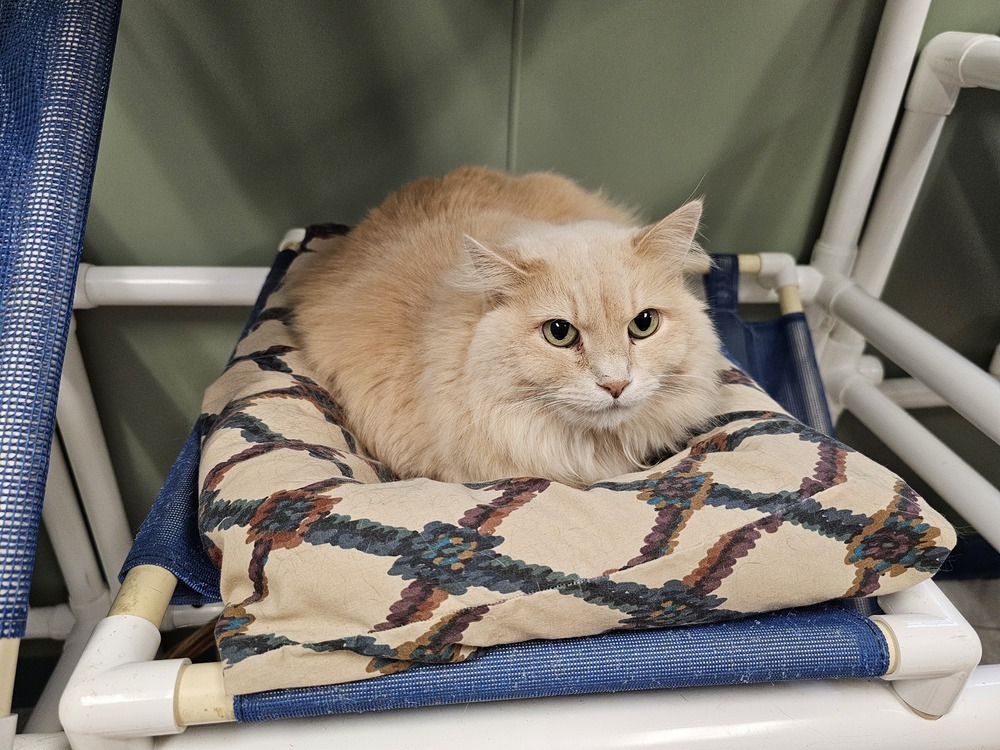 Dandi, an adoptable Domestic Long Hair in Houghton, MI, 49931 | Photo Image 5