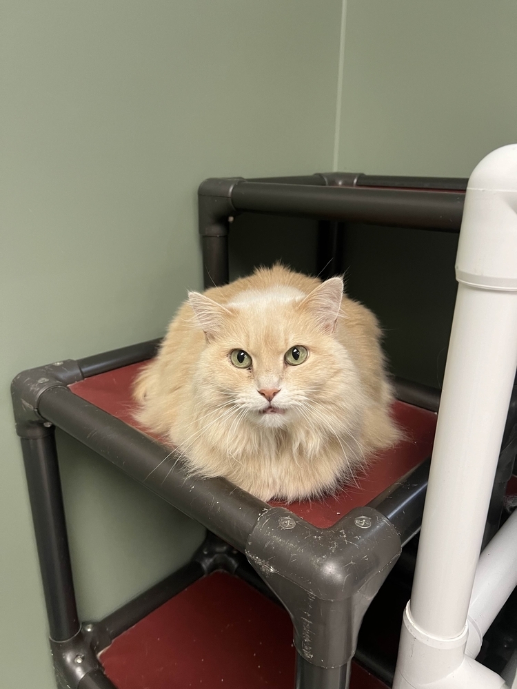 Dandi, an adoptable Domestic Long Hair in Houghton, MI, 49931 | Photo Image 6