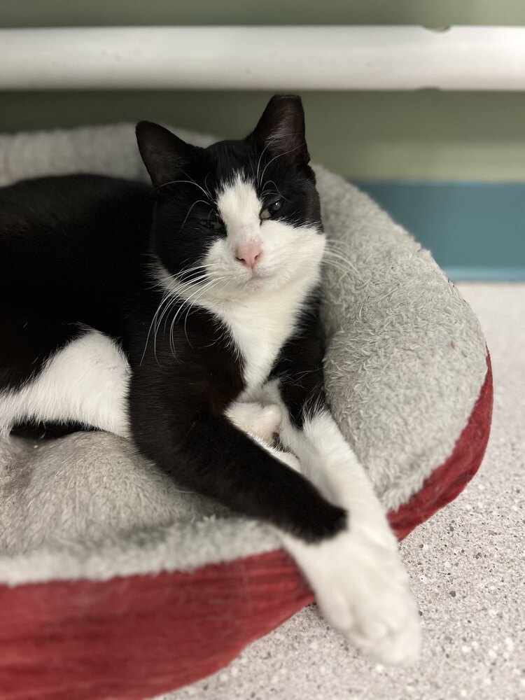 Cosette, an adoptable Domestic Short Hair in Houghton, MI, 49931 | Photo Image 1