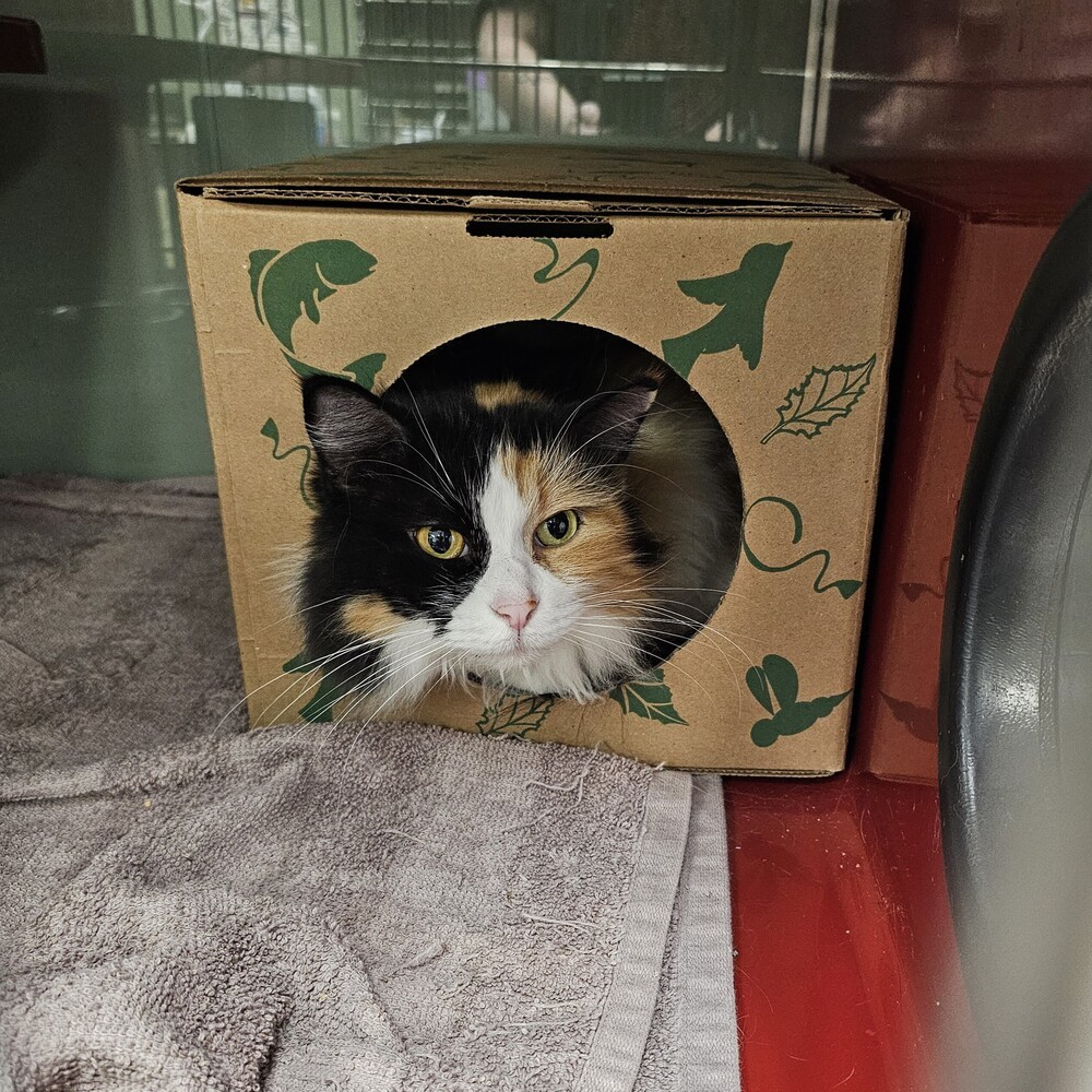 Dusa, an adoptable Domestic Long Hair in Houghton, MI, 49931 | Photo Image 1