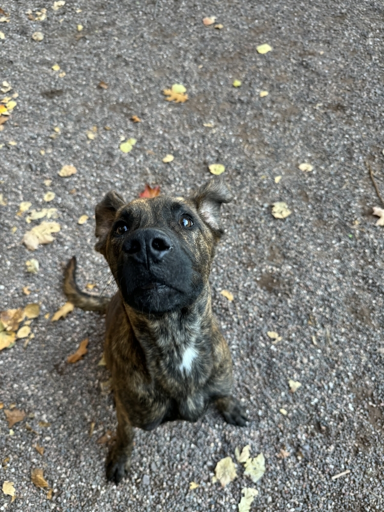 Banjo, an adoptable Mixed Breed in Houghton, MI, 49931 | Photo Image 1