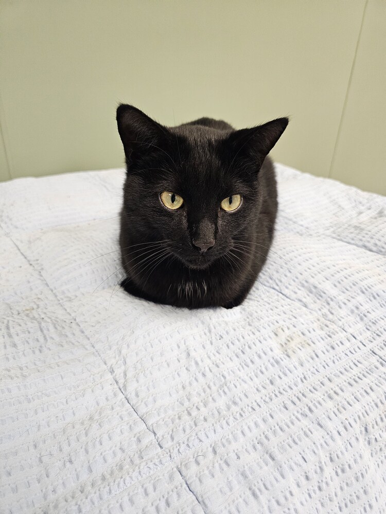 Bonk, an adoptable Domestic Short Hair in Houghton, MI, 49931 | Photo Image 1