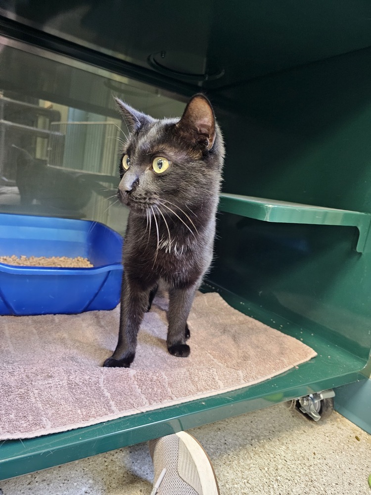 Bonk, an adoptable Domestic Short Hair in Houghton, MI, 49931 | Photo Image 3