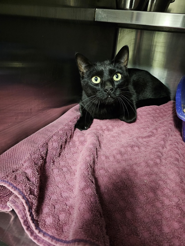 Bonk, an adoptable Domestic Short Hair in Houghton, MI, 49931 | Photo Image 4