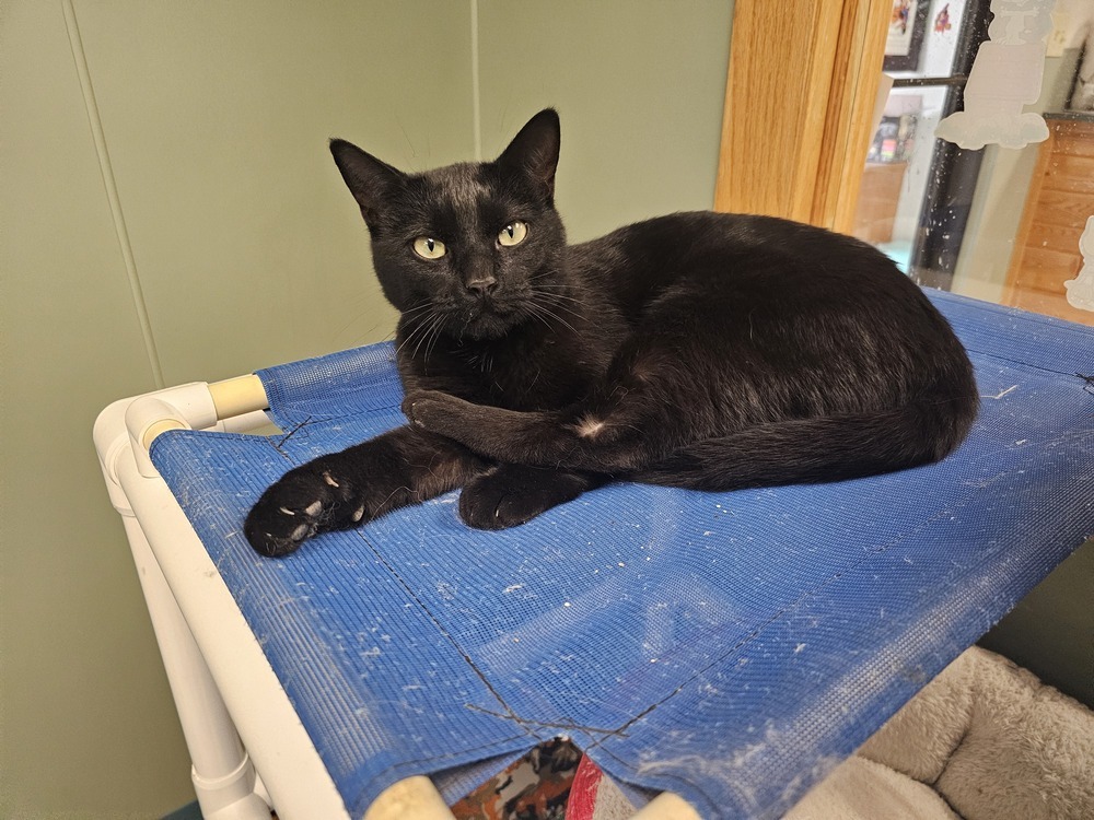 Bonk, an adoptable Domestic Short Hair in Houghton, MI, 49931 | Photo Image 5