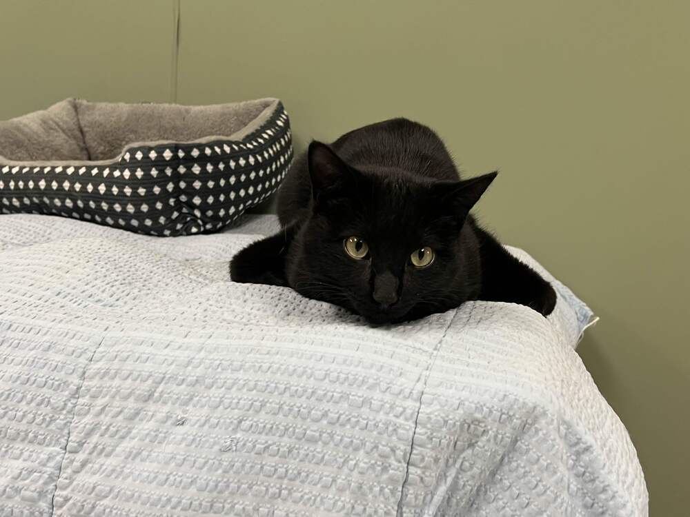 Bonk, an adoptable Domestic Short Hair in Houghton, MI, 49931 | Photo Image 6