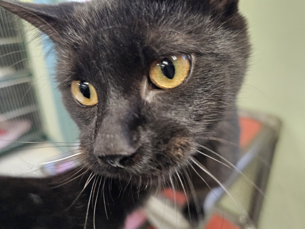 Toaster, an adoptable Domestic Short Hair in Houghton, MI, 49931 | Photo Image 1