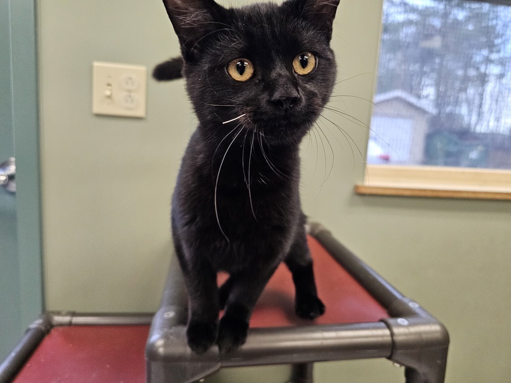 Toaster, an adoptable Domestic Short Hair in Houghton, MI, 49931 | Photo Image 2