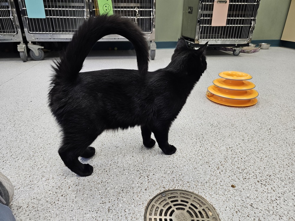 Toaster, an adoptable Domestic Short Hair in Houghton, MI, 49931 | Photo Image 3