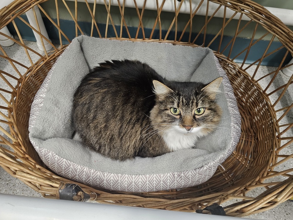 Zola, an adoptable Domestic Long Hair in Houghton, MI, 49931 | Photo Image 1