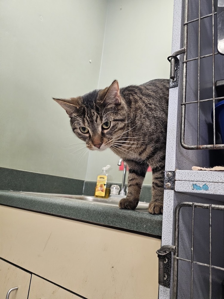 Quill, an adoptable Domestic Short Hair in Houghton, MI, 49931 | Photo Image 3