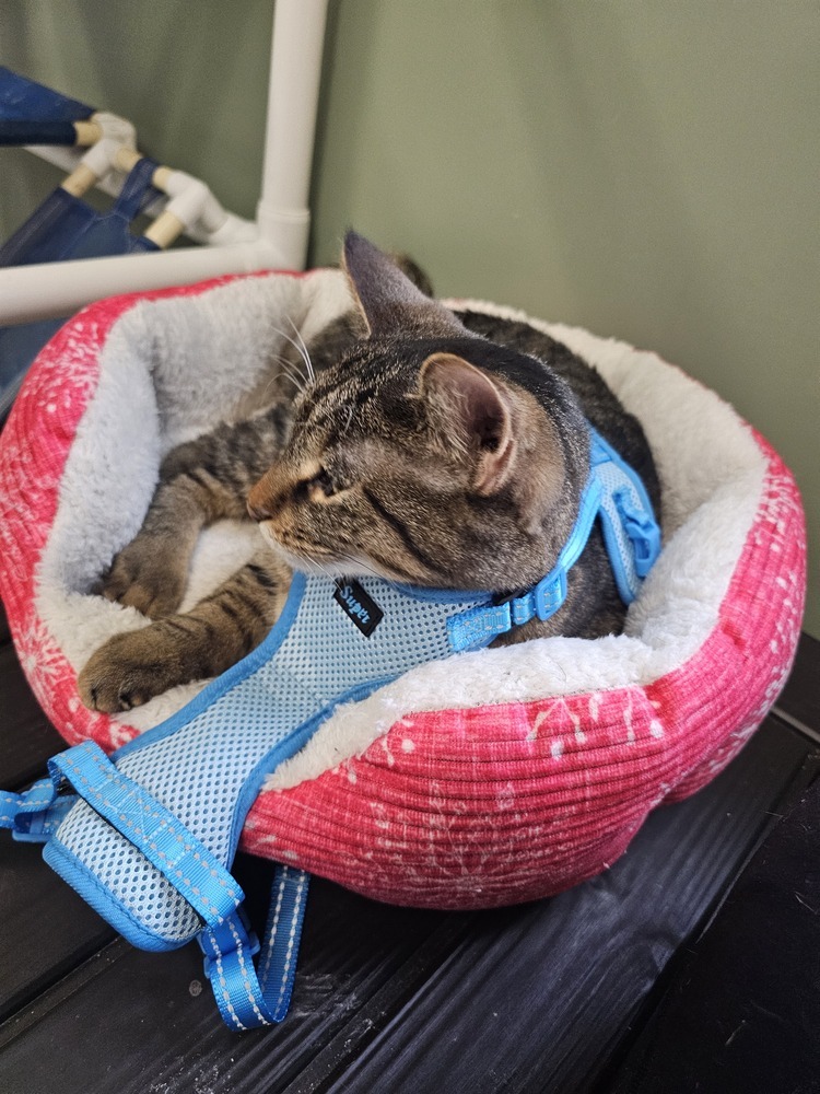 Quill, an adoptable Domestic Short Hair in Houghton, MI, 49931 | Photo Image 4