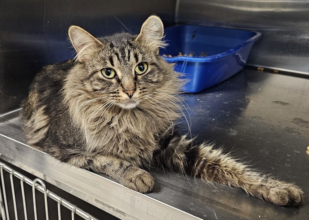 Capri, an adoptable Domestic Medium Hair in Houghton, MI, 49931 | Photo Image 1