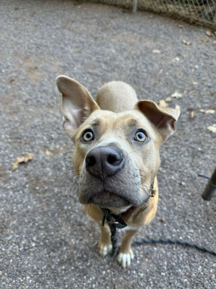 Chloe, an adoptable Mixed Breed in Houghton, MI, 49931 | Photo Image 1