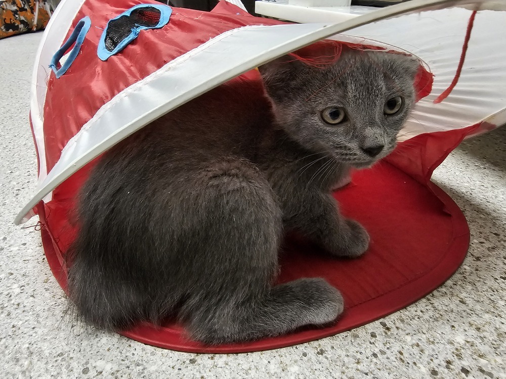 Elephant, an adoptable Domestic Short Hair in Houghton, MI, 49931 | Photo Image 1