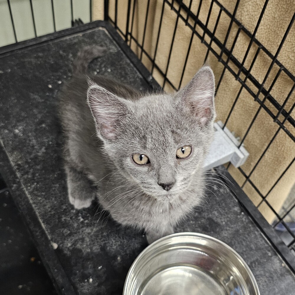 Elephant, an adoptable Domestic Short Hair in Houghton, MI, 49931 | Photo Image 2