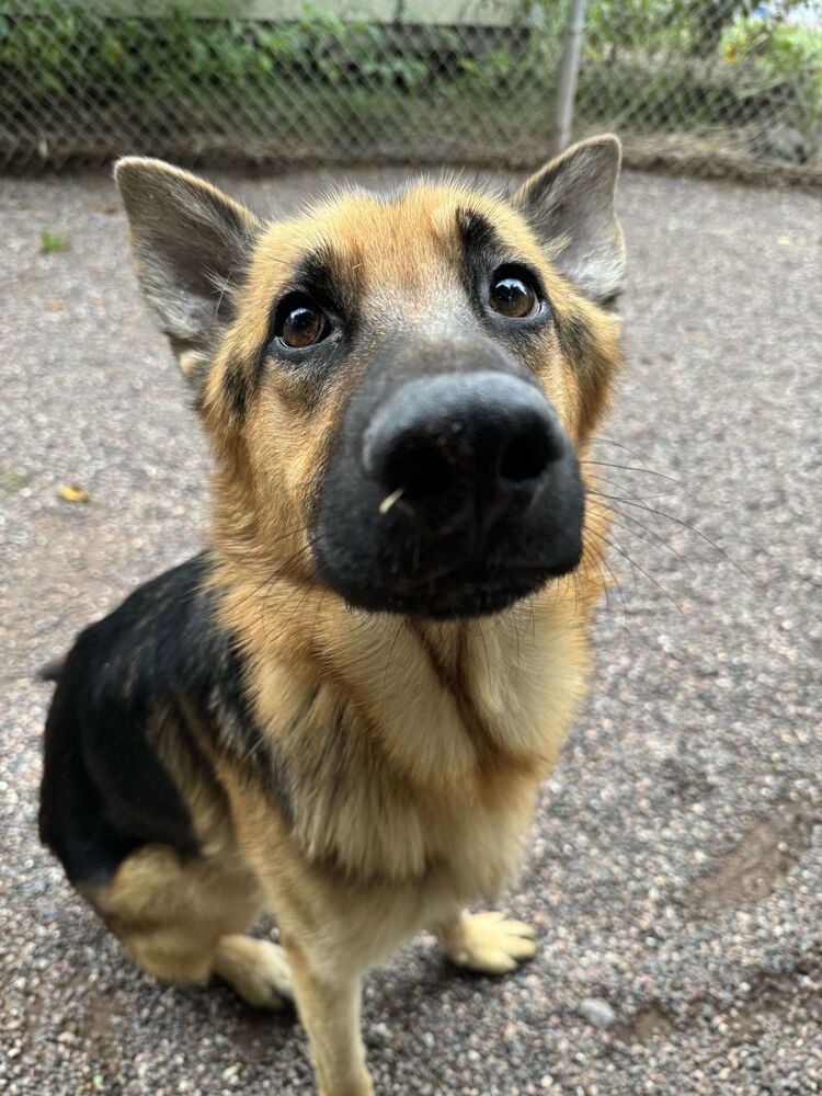 Bowie, an adoptable German Shepherd Dog in Houghton, MI, 49931 | Photo Image 1