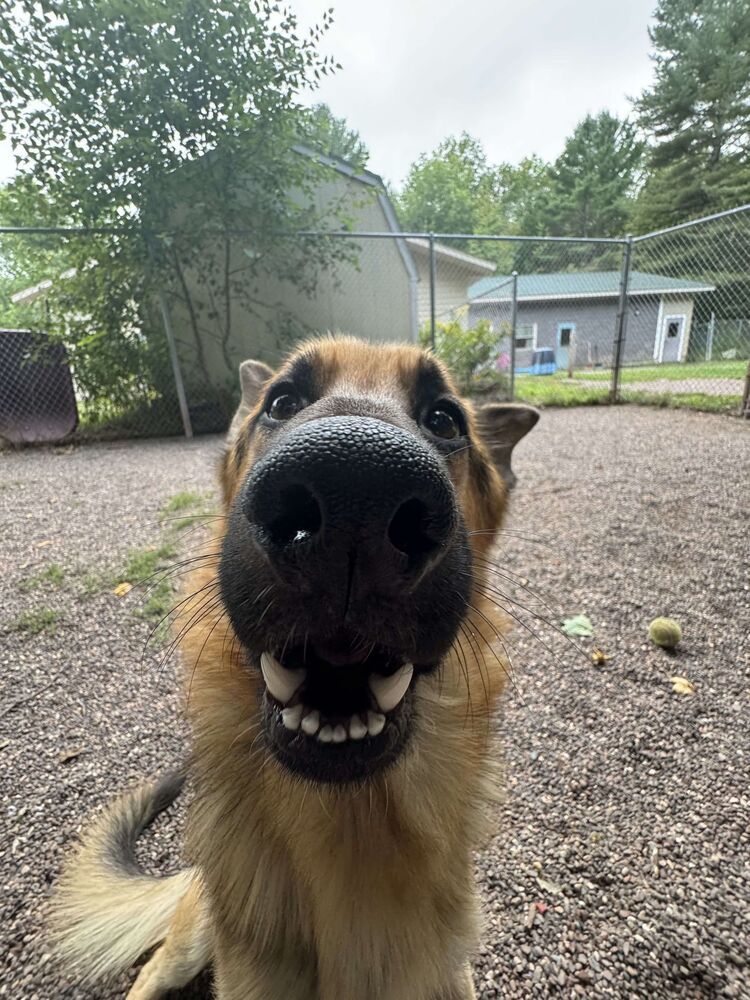 Bowie, an adoptable German Shepherd Dog in Houghton, MI, 49931 | Photo Image 2