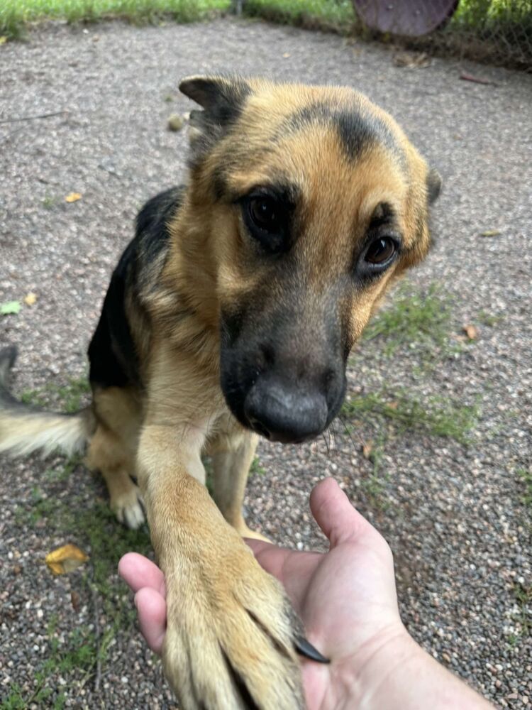 Bowie, an adoptable German Shepherd Dog in Houghton, MI, 49931 | Photo Image 3