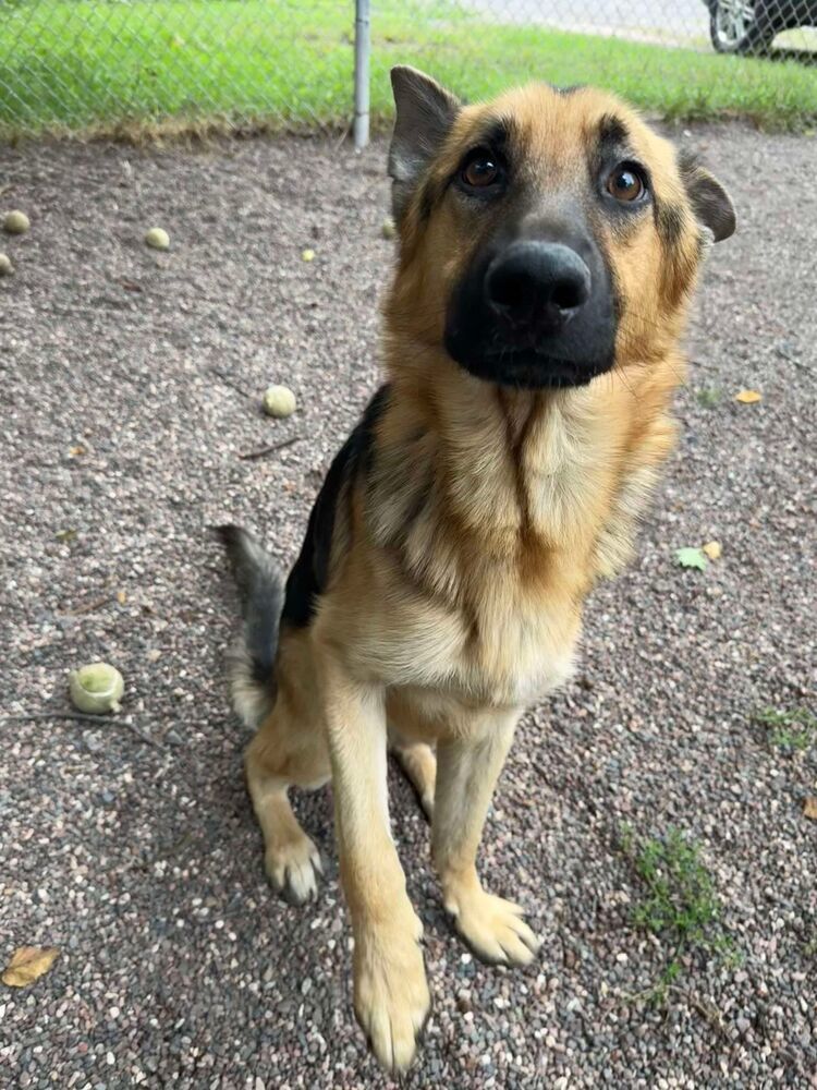 Bowie, an adoptable German Shepherd Dog in Houghton, MI, 49931 | Photo Image 4