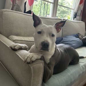 Mama May Belle, Adult Female Mixed Breed