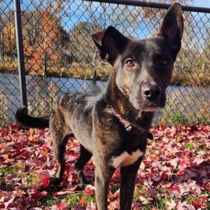 Norman, Adult Male Mixed Breed