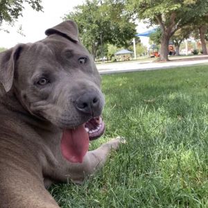 Kiwi, Adult Female American Staffordshire Terrier