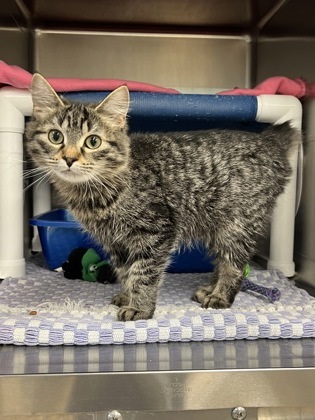 Willow, an adoptable Domestic Medium Hair, Domestic Short Hair in Fergus Falls, MN, 56537 | Photo Image 1