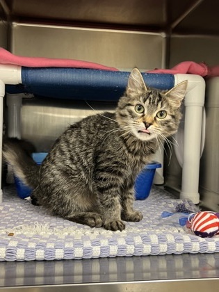 Willow, an adoptable Domestic Medium Hair, Domestic Short Hair in Fergus Falls, MN, 56537 | Photo Image 2