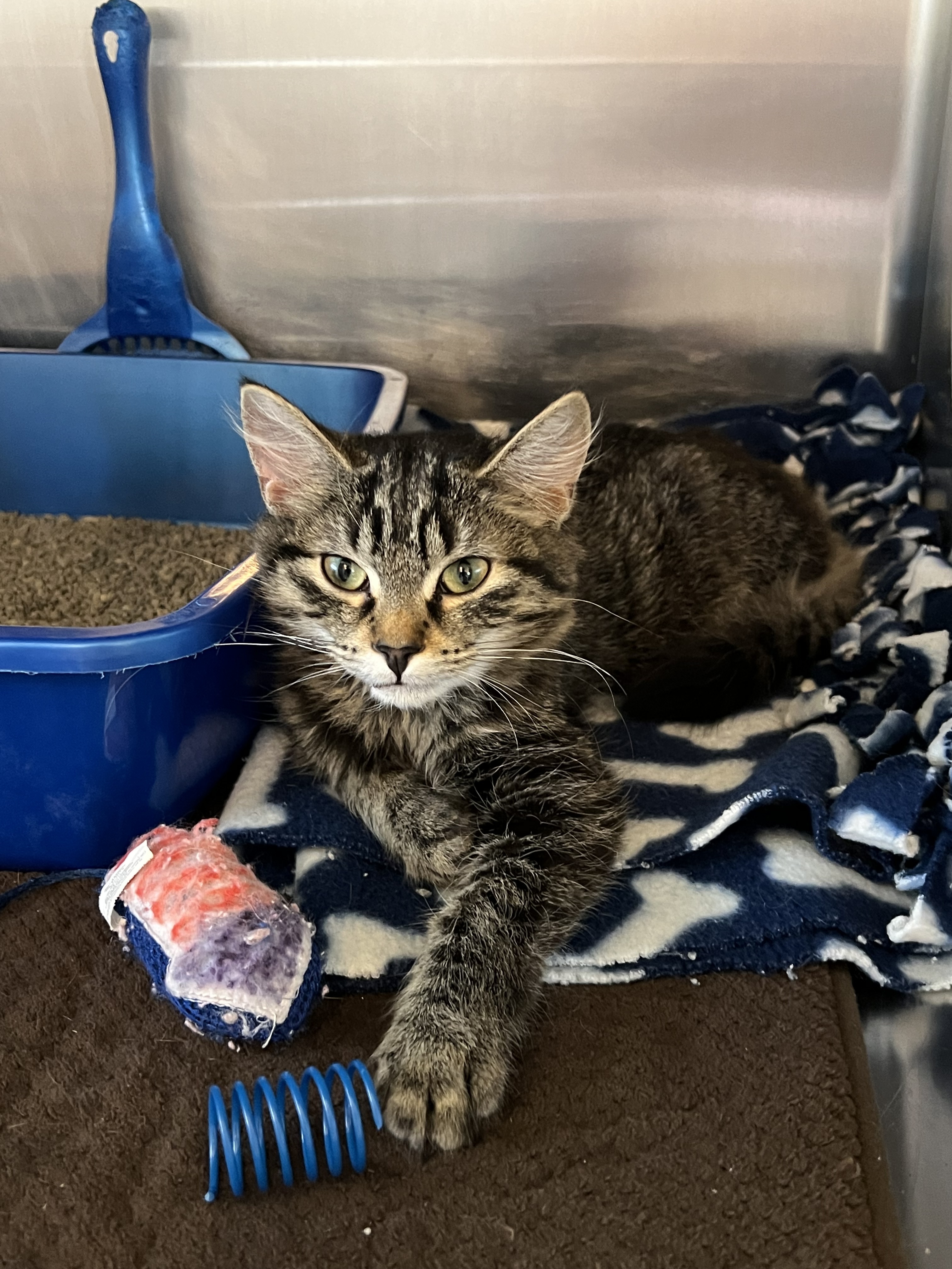 Willow, an adoptable Domestic Medium Hair, Domestic Short Hair in Fergus Falls, MN, 56537 | Photo Image 3