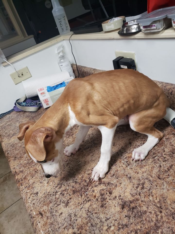 Dog for adoption Romano, a Mixed Breed in Cincinnati, OH Petfinder