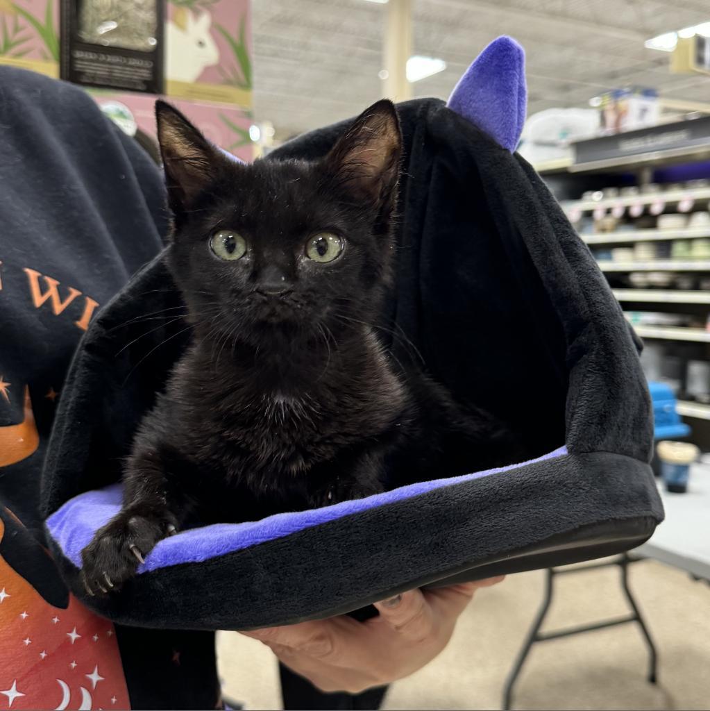 Thor, an adoptable Domestic Short Hair in Rochester, MN, 55903 | Photo Image 1