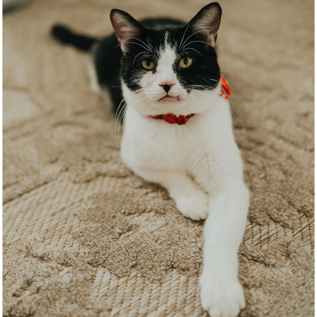 Bruno, an adoptable Domestic Short Hair in Las Vegas, NV, 89122 | Photo Image 1
