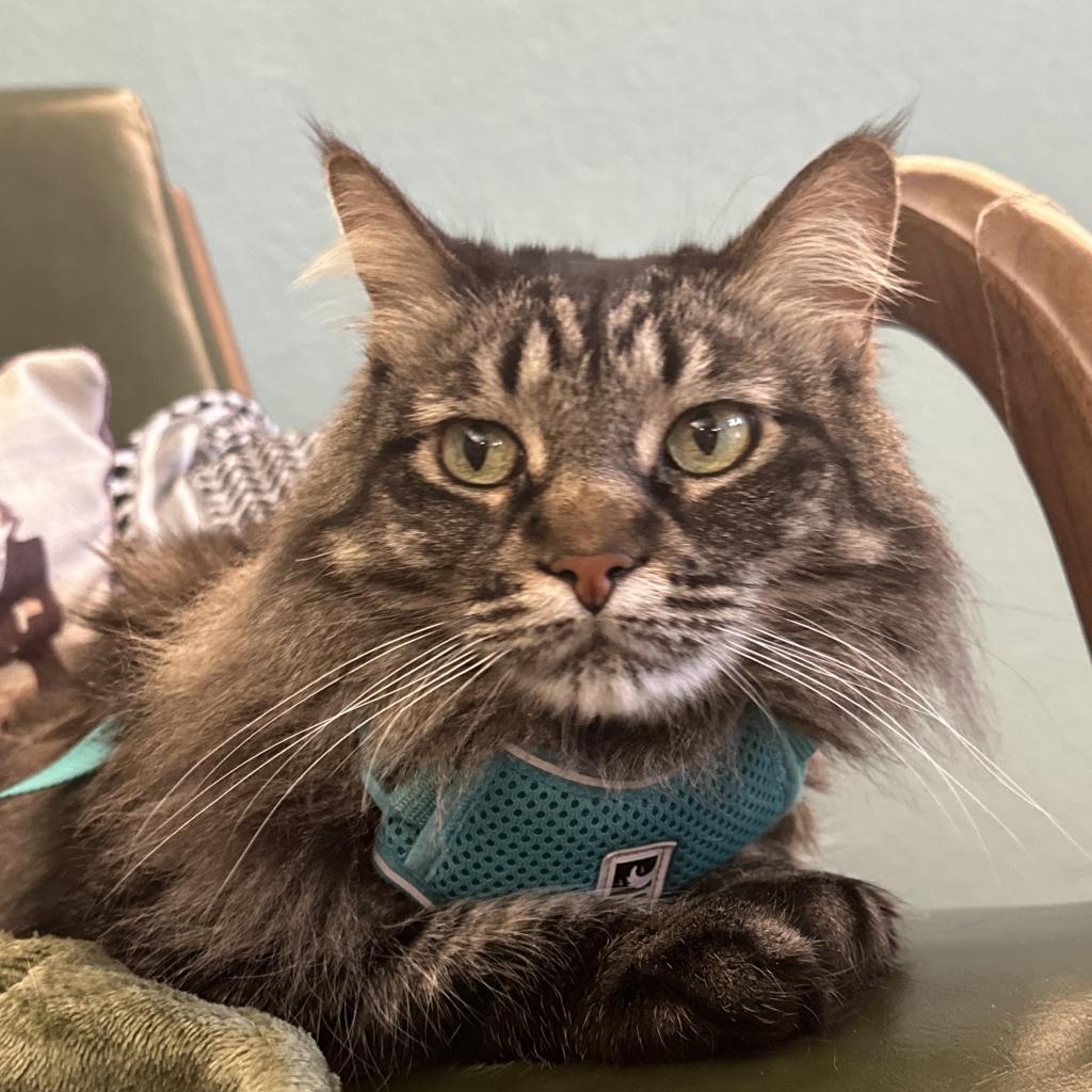 Bella, an adoptable Domestic Long Hair in Las Vegas, NV, 89122 | Photo Image 1