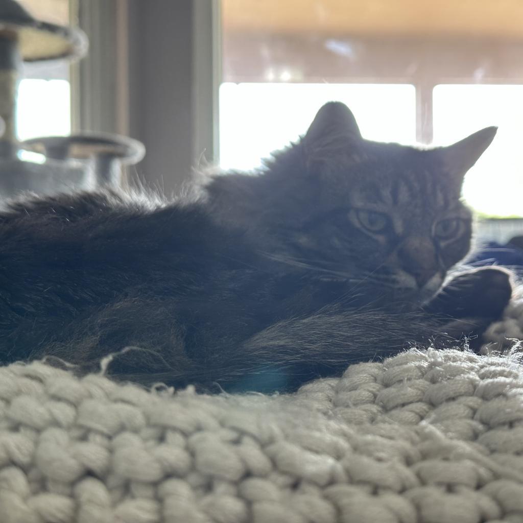 Bella, an adoptable Domestic Long Hair in Las Vegas, NV, 89122 | Photo Image 5
