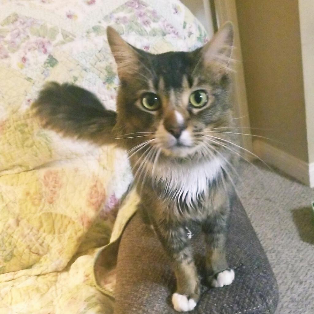 Wally, an adoptable Domestic Medium Hair in Las Vegas, NV, 89122 | Photo Image 3