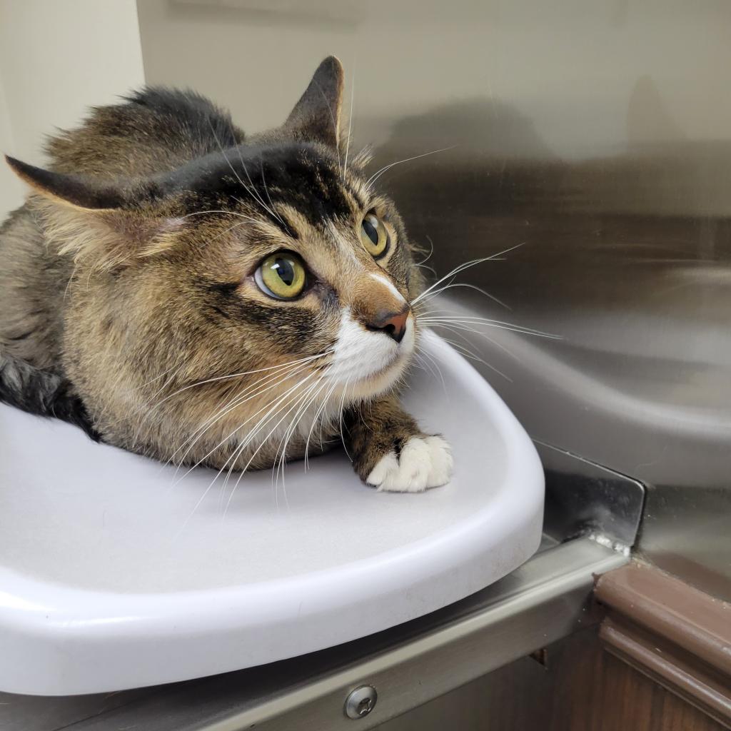 Wally, an adoptable Domestic Medium Hair in Las Vegas, NV, 89122 | Photo Image 5