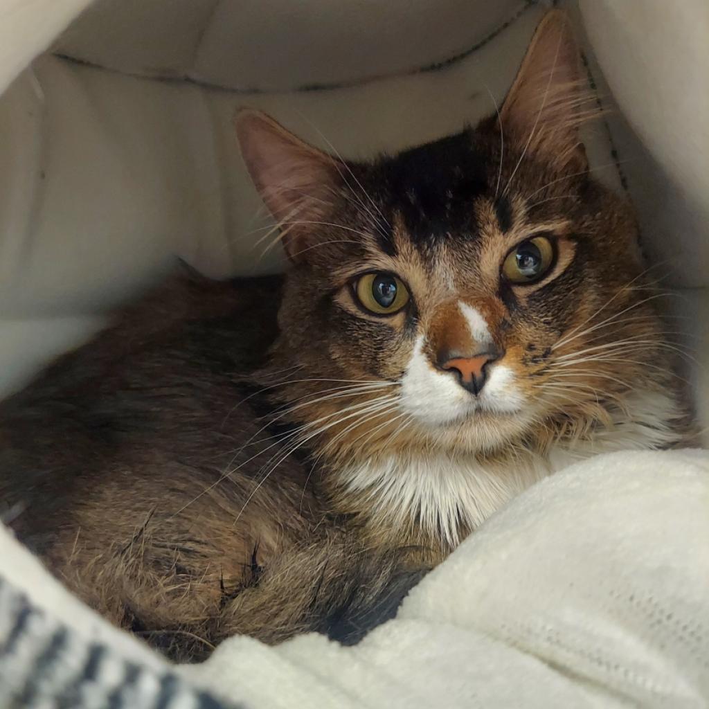 Wally, an adoptable Domestic Medium Hair in Las Vegas, NV, 89122 | Photo Image 6