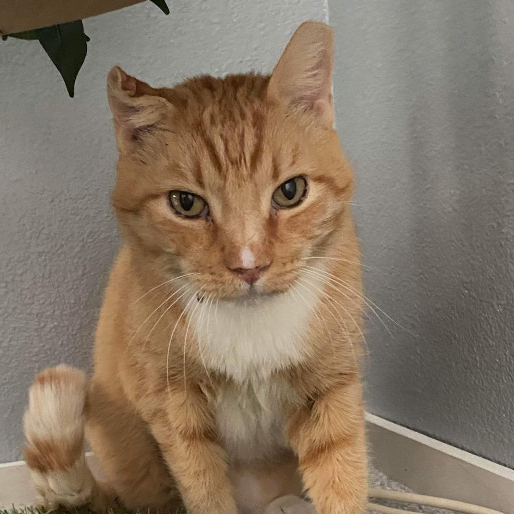 Thor, an adoptable Domestic Short Hair in Las Vegas, NV, 89122 | Photo Image 2