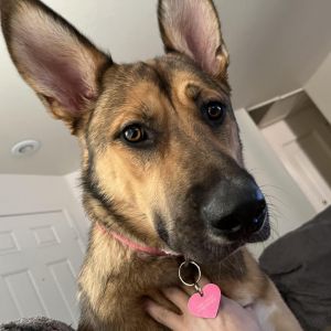 Piper, Adult Female German Shepherd Dog