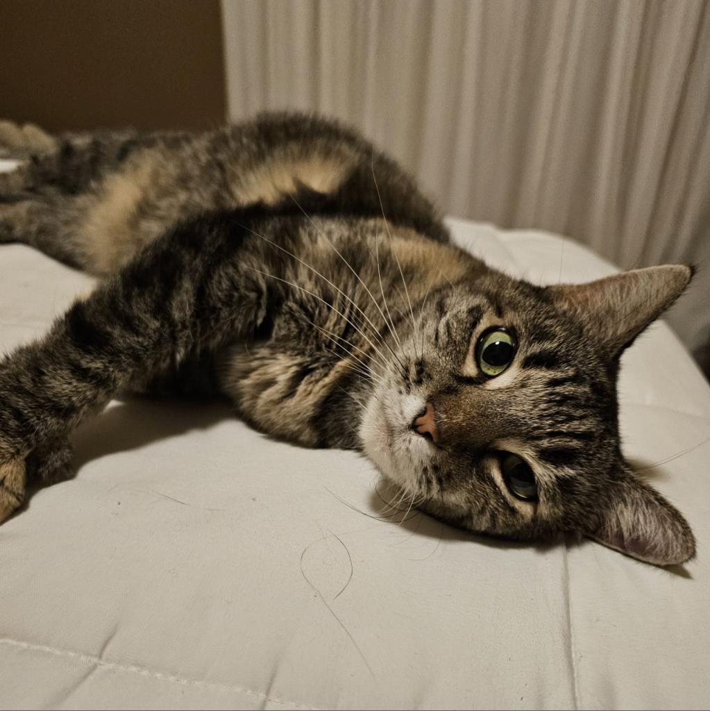 Eloise, an adoptable Domestic Short Hair in Las Vegas, NV, 89122 | Photo Image 1
