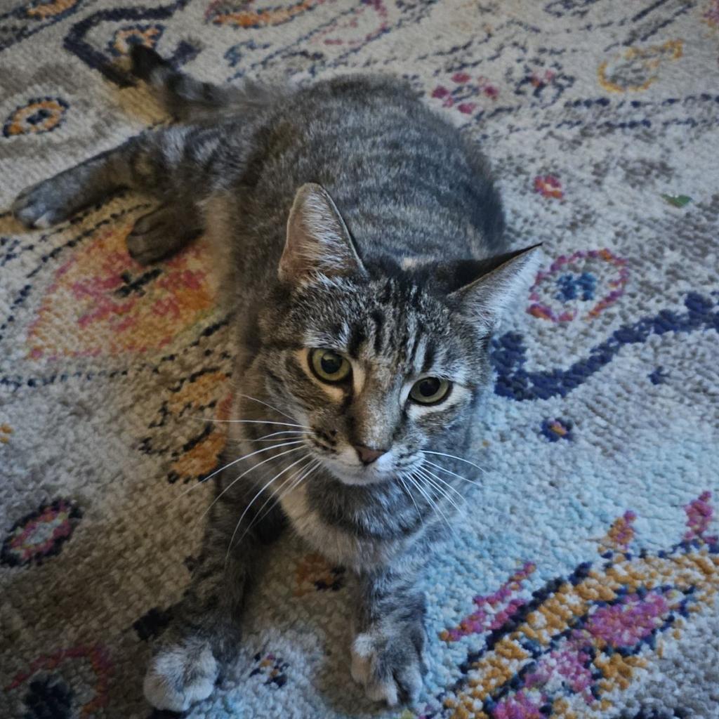 Eloise, an adoptable Domestic Short Hair in Las Vegas, NV, 89122 | Photo Image 2