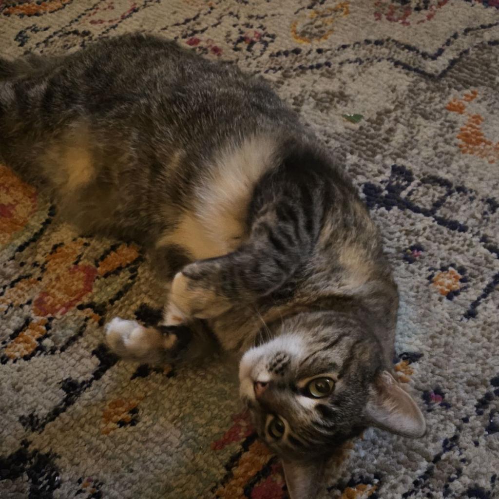 Eloise, an adoptable Domestic Short Hair in Las Vegas, NV, 89122 | Photo Image 3