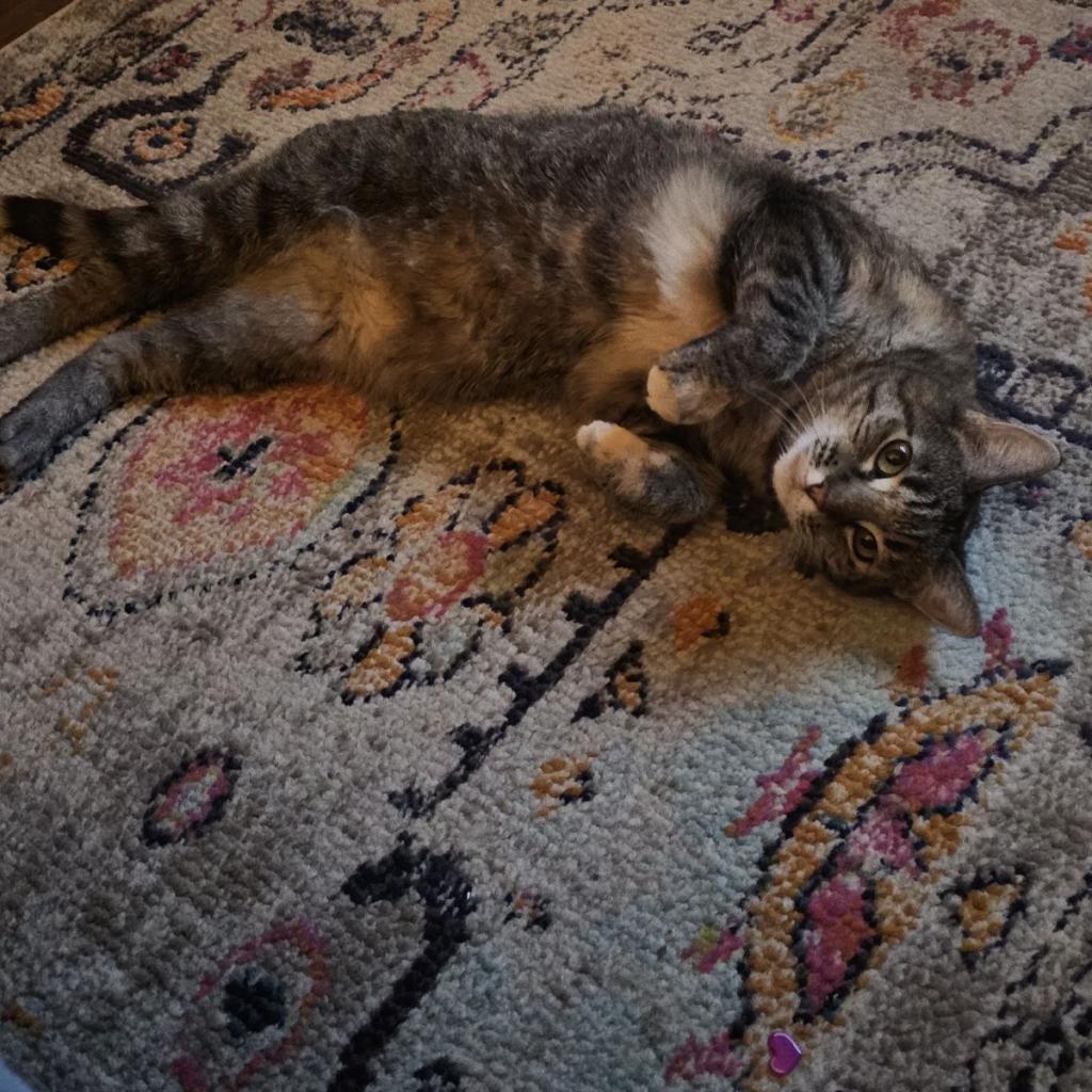 Eloise, an adoptable Domestic Short Hair in Las Vegas, NV, 89122 | Photo Image 4