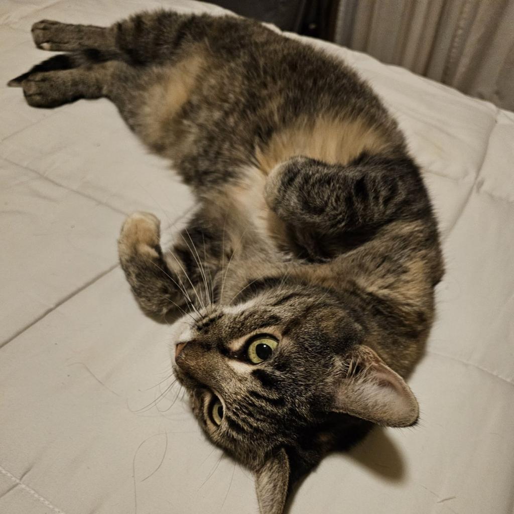 Eloise, an adoptable Domestic Short Hair in Las Vegas, NV, 89122 | Photo Image 5