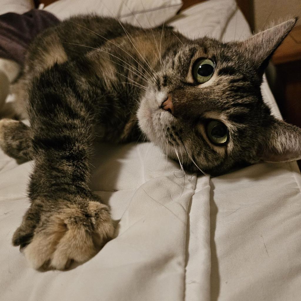 Eloise, an adoptable Domestic Short Hair in Las Vegas, NV, 89122 | Photo Image 6